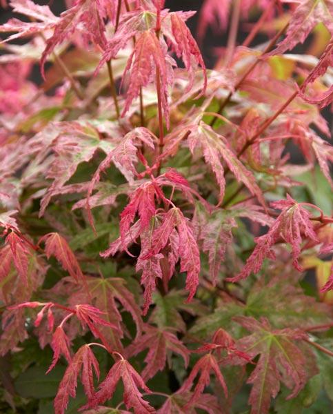 Acer palmatum "Phoenix"